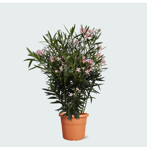 Nerium Oleander struik - 110 cm