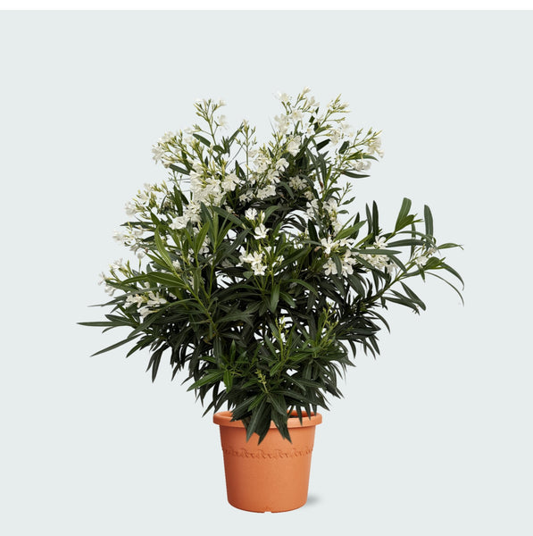 Nerium Oleander struik - 110 cm