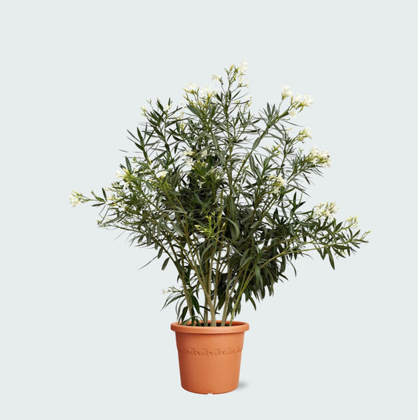 Nerium Oleander - 180cm