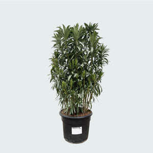 Nerium Oleander struik - 210cm