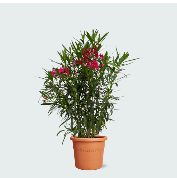 Nerium Oleander struik - 110 cm