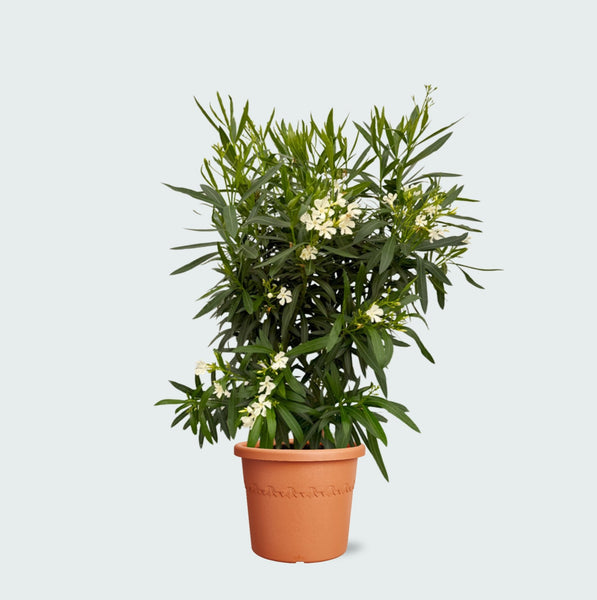 Nerium Oleander struik - 160cm