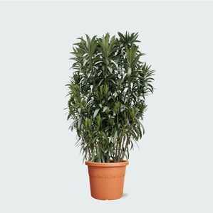 Nerium Oleander struik - 210cm