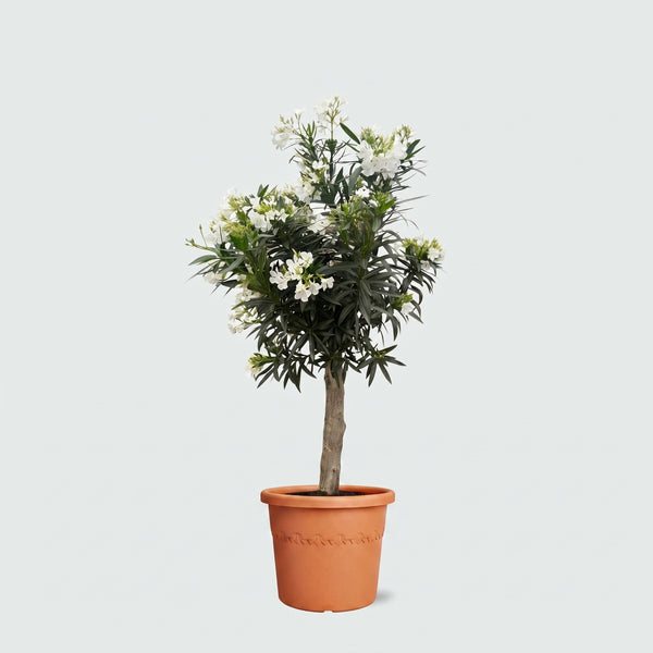 Nerium Oleander Bonsai - 160cm kopen bij Green Bubble