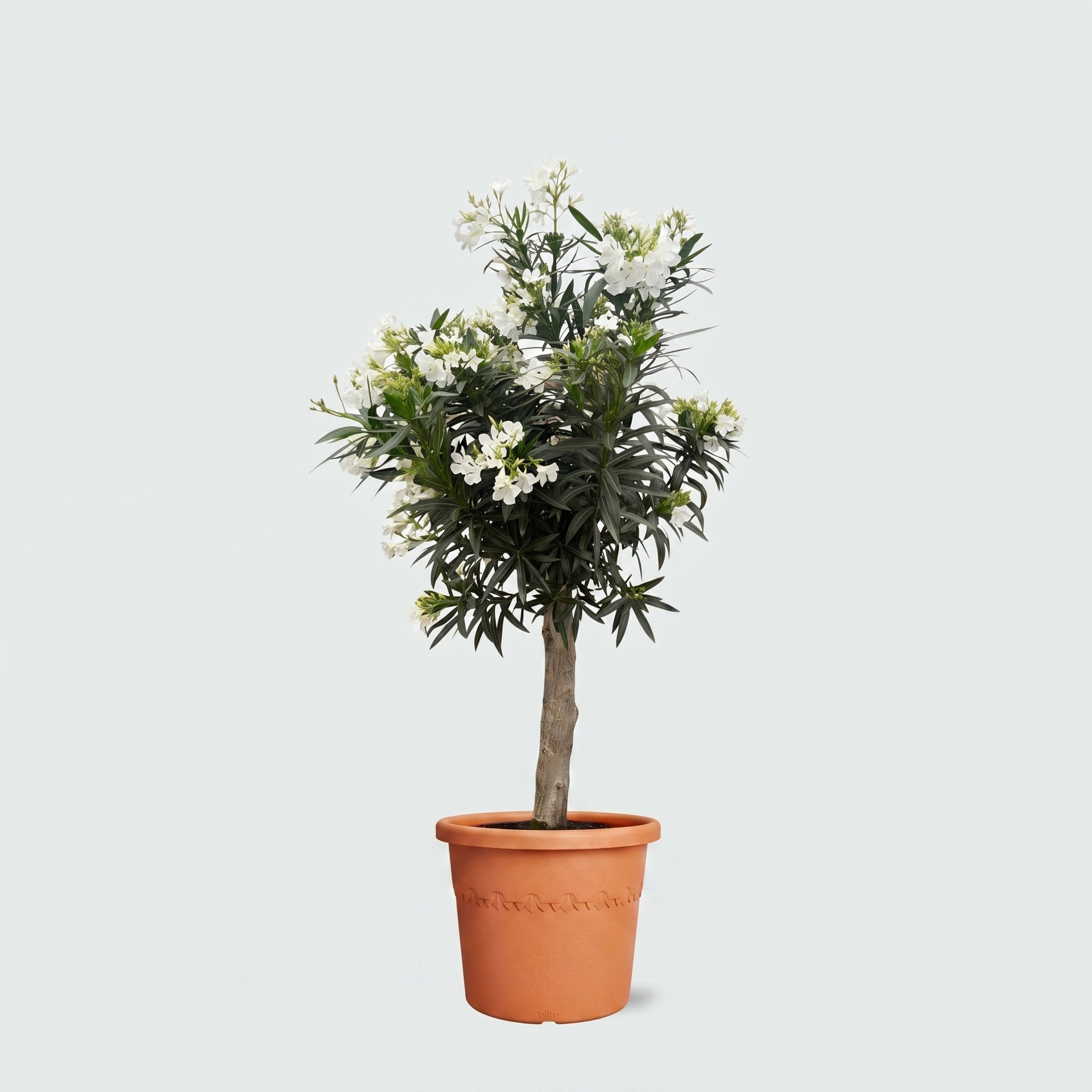 kaktus erde obi Nerium Oleander Bonsai
