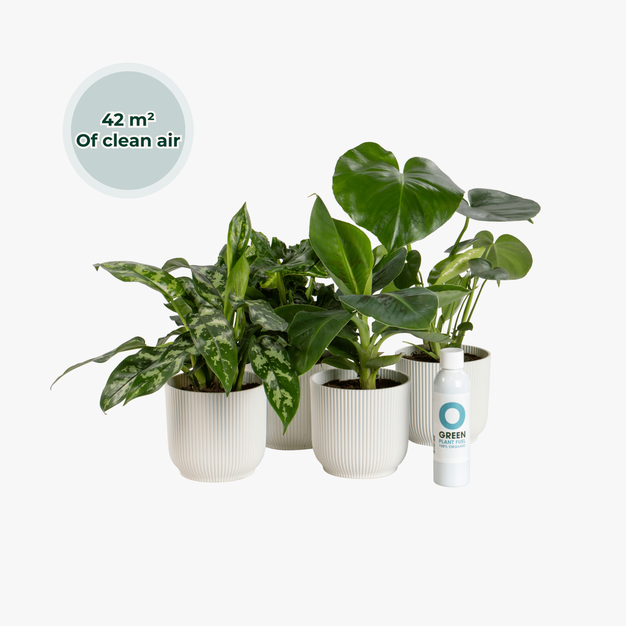 philodendron atom verzorging Ogreen Glacier