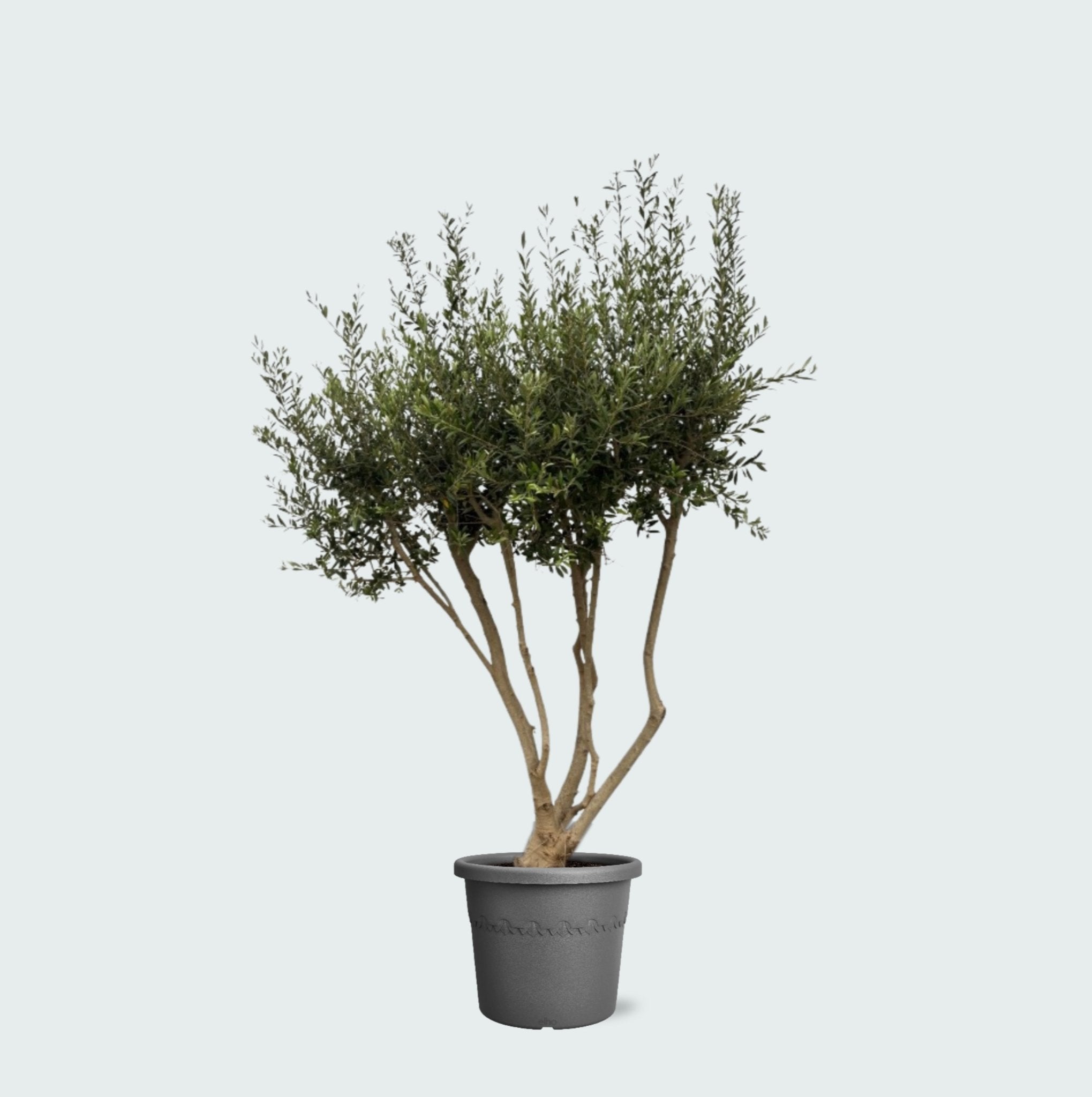 Olea Europaea Cultivo verzweigt – 210cm