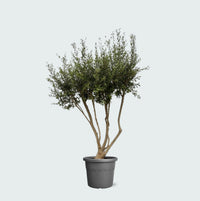 Olea Europaea Cultivo vertakt XXL - 210cm