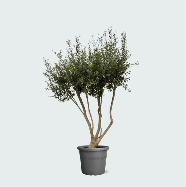 Olea Europaea Cultivo vertakt XXL - 210cm
