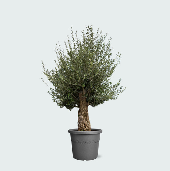 Olijfboom Olea Europaea Bonsai - 250 cm / stamomtrek 45 - 60cm