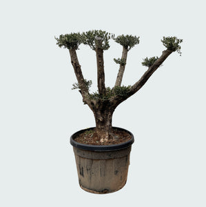 Olijfboom Olea Europaea Pom Pon Plateau - 160cm