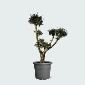 Olijfboom Olea Europaea Pom Pon Plateau - 160cm