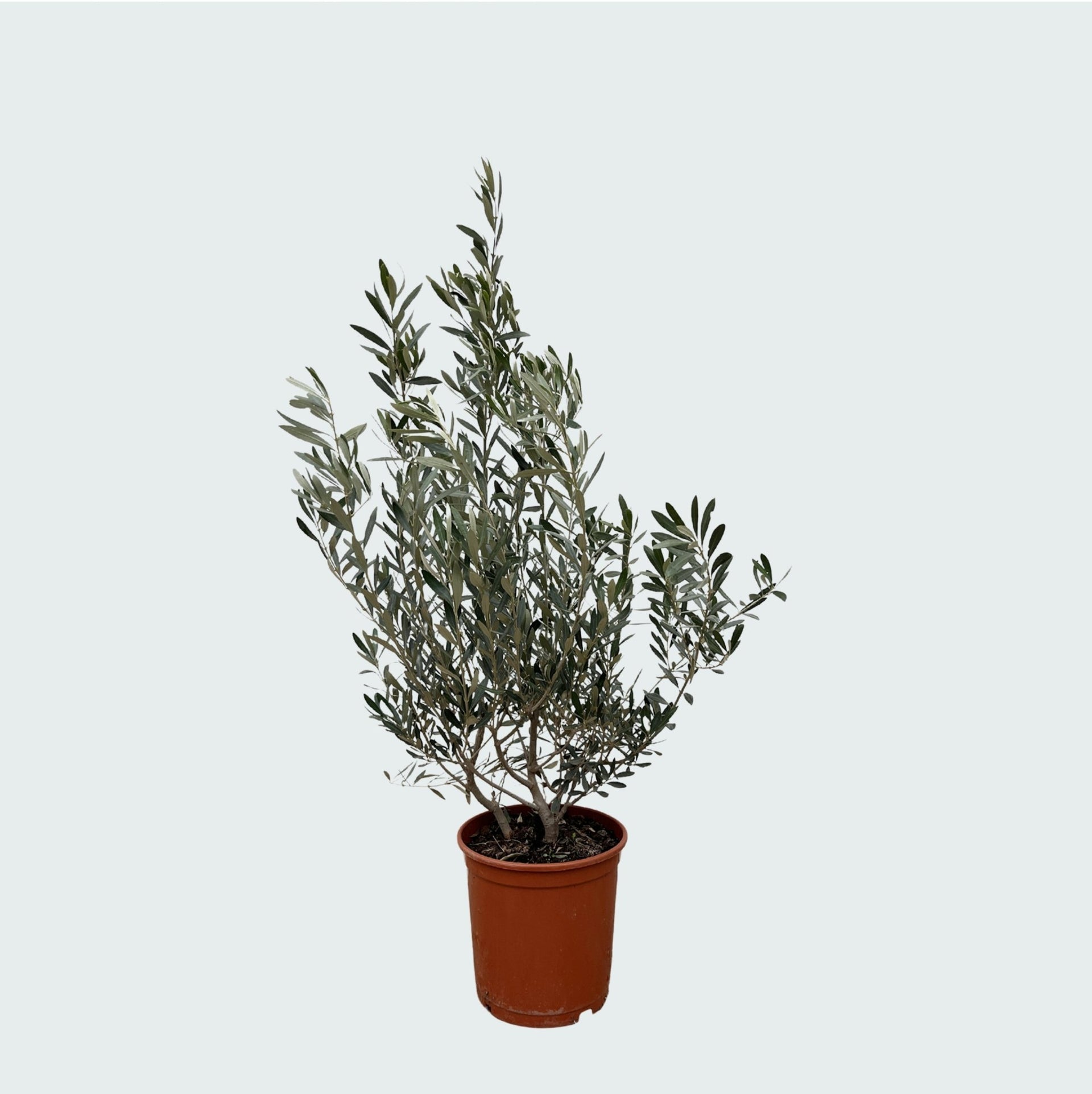Olijfboom Olea Europea vertakt Olijfboom Olea Europea vertakt