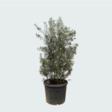 Product afbeelding 6