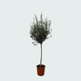 Product afbeelding 6