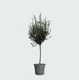 Product afbeelding 1