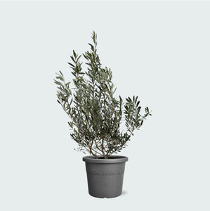 Olea Europaea (Olijf) struik - 140 cm