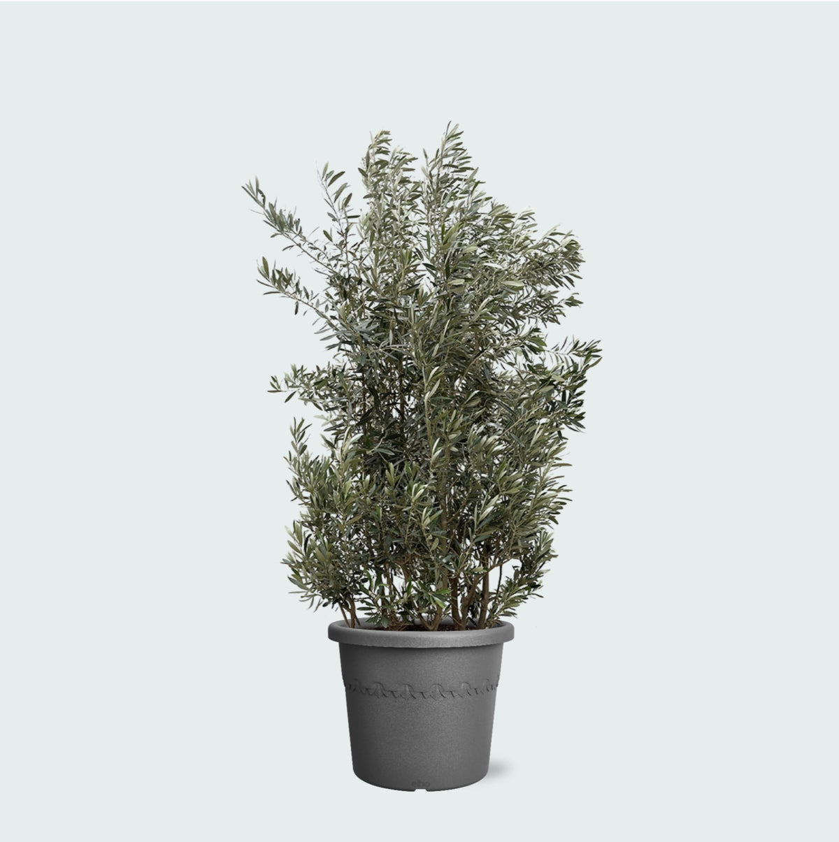Olea Europaea Olivenstrauch - 250cm