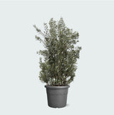 Product afbeelding 1