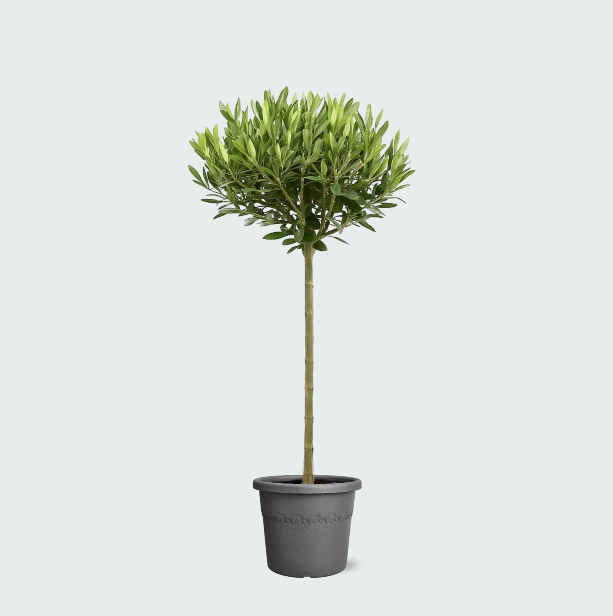 Olea Europaea am Stiel - 100 cm