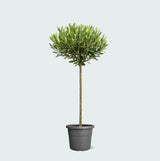 Product afbeelding 1