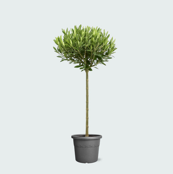 Olea Europaea op stam - 100 cm