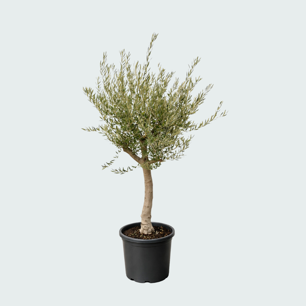 Olea Lorc XL verzweigt – 220 cm