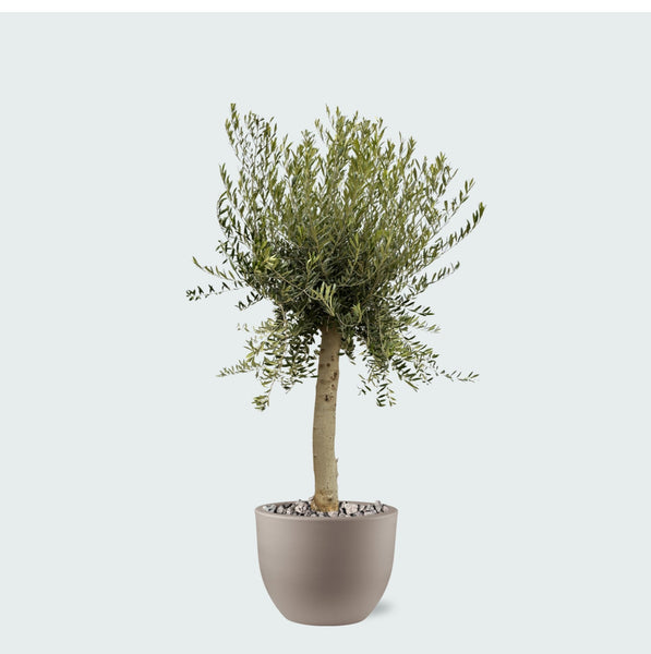 Combi deal - Olijfboom Olea Europaea Lorc inclusief eggy pot - 210cm