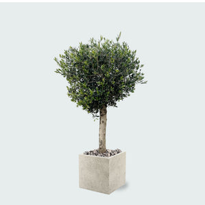 Combi deal - Olijfboom Olea Lorc inclusief Grigio Cube - 180 cm