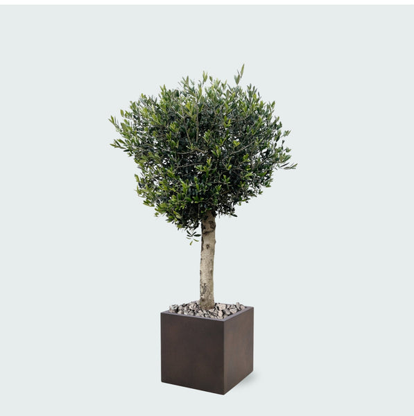Combi deal - Olijfboom Olea Lorc inclusief Grigio Cube - 180 cm