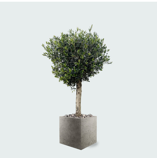 Combi deal - Olijfboom Olea Lorc inclusief Grigio Cube - 180 cm
