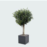Combi deal - Olijfboom Olea Lorc inclusief Grigio Cube - 180 cm