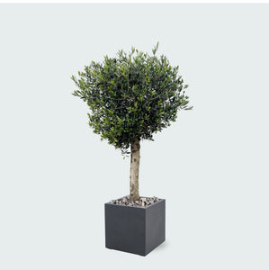 Combi deal - Olijfboom Olea Lorc inclusief Grigio Cube - 180 cm