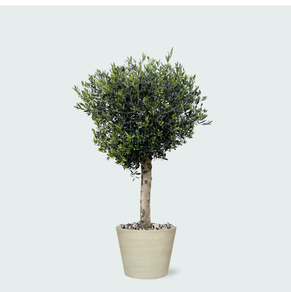 Combi deal - Olea Lorc inclusief Bucket - 180 cm