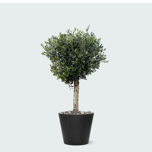 Combi deal - Olea Lorc inclusief Bucket - 180 cm