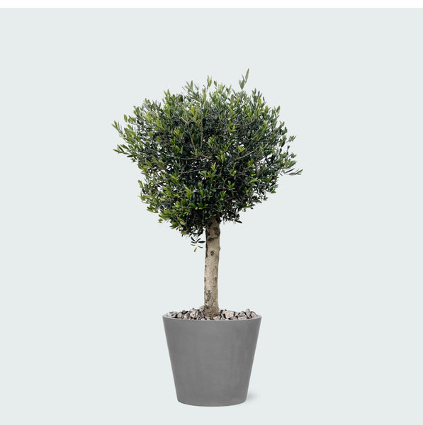 Combi deal - Olea Lorc inclusief Bucket - 180 cm