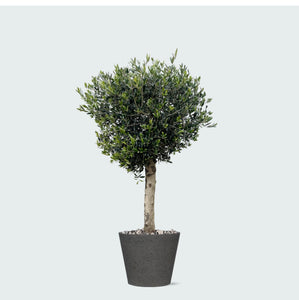 Combi deal - Olea Lorc inclusief Bucket - 180 cm