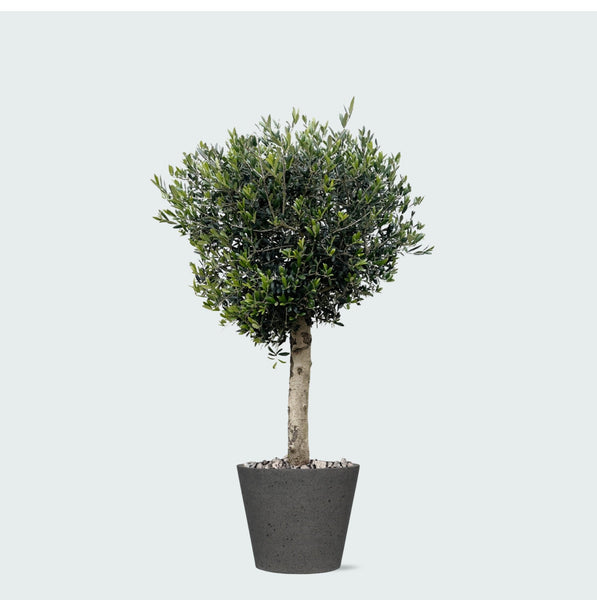 Combi deal - Olea Lorc inclusief Bucket - 180 cm