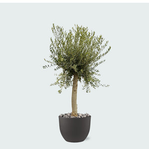 Combi deal - Olijfboom Olea Europaea Lorc inclusief eggy pot - 210cm