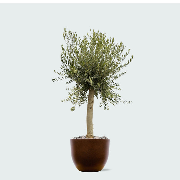 Combi deal - Olijfboom Olea Europaea Lorc inclusief eggy pot - 210cm