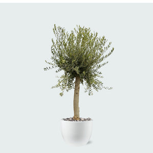 Combi deal - Olijfboom Olea Europaea Lorc inclusief eggy pot - 210cm