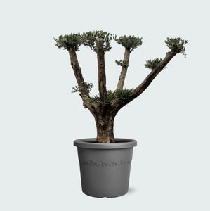 Olijfboom Olea Europaea Pom Pon Plateau - 160cm