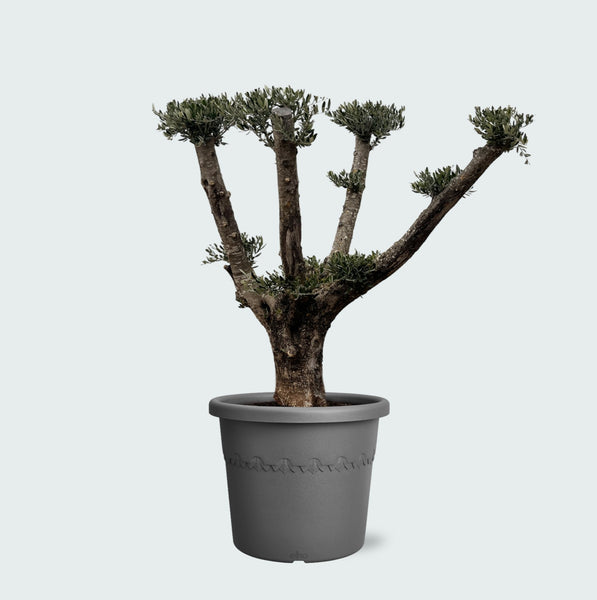 Olijfboom Olea Europaea Pom Pon Plateau - 160cm