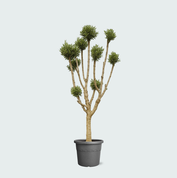 Olea Pom Pon XXL - 250cm