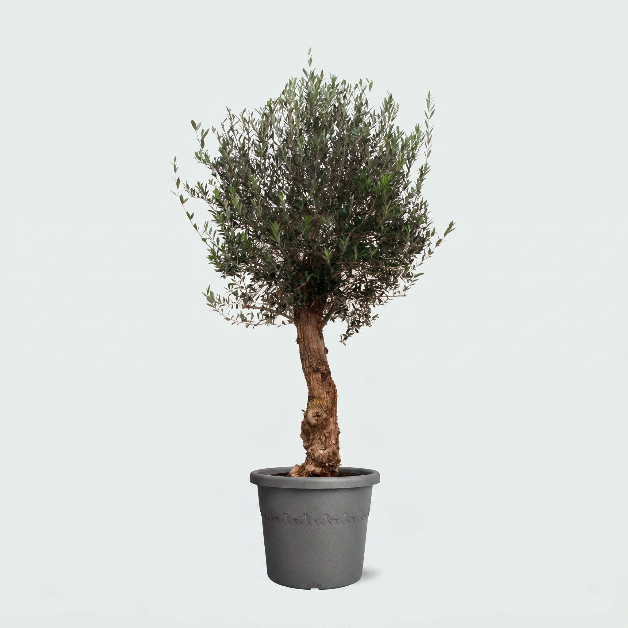 Olea Europaea Bonsai | 200 cm