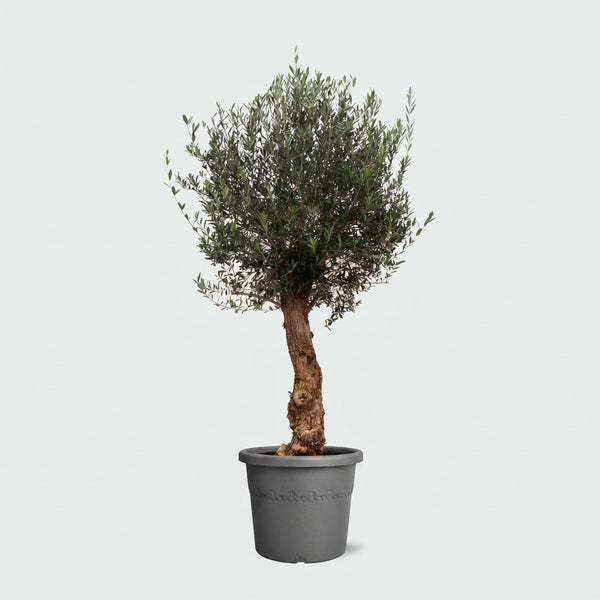 Olijfboom Olea Europaea Bonsai - 200cm / stamomtrek 45 - 60cm