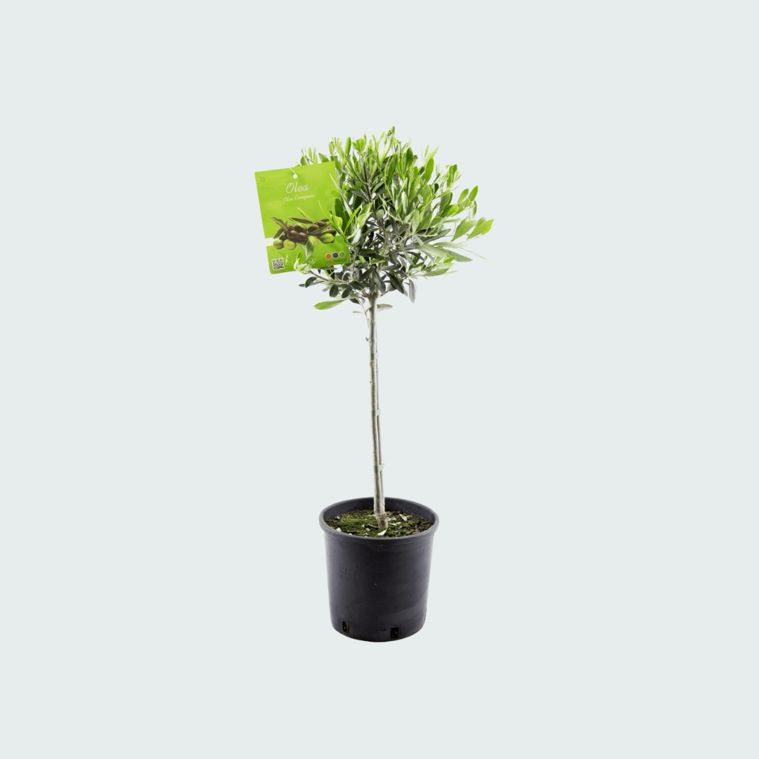 Olea Europaea am Stiel - 100 cm