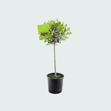 Product afbeelding 5