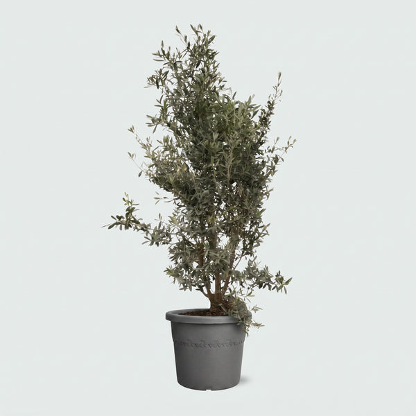 Olea Europaea Oliven Strauch - 160cm