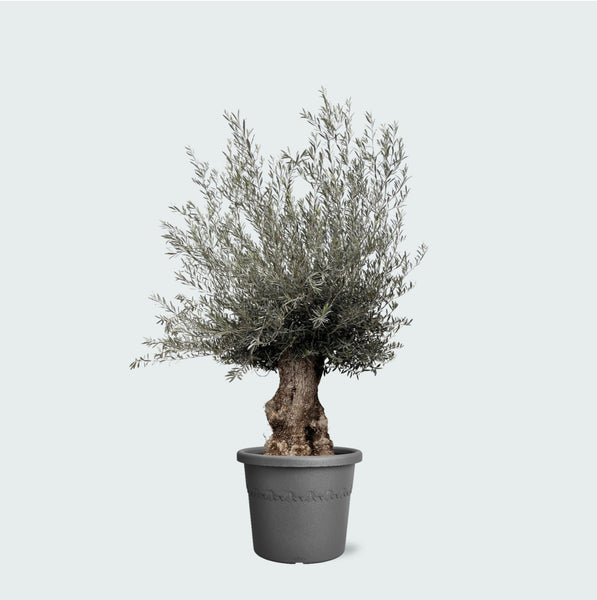 Olivetree Olea Europaea bonsai XXL